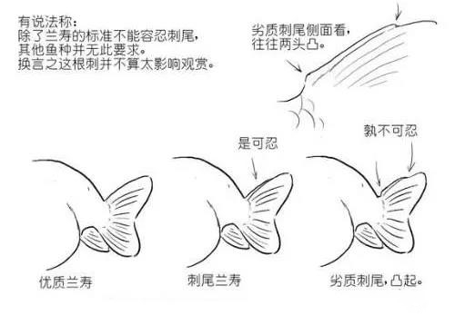 怎样挑选适合自己的金鱼,金鱼的种类及图解
