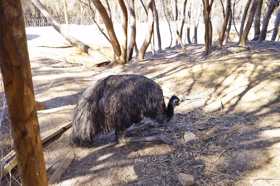 赴澳洲需要买的东西,去澳洲探亲要提供无犯罪记录吗