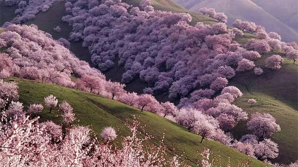 走马春季追花线|春漫*疆新**，牧笛声声中的杏花村