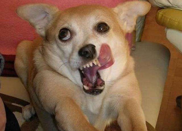 狗狗最近总是不停的舔,狗狗喜欢到处跑还不回来