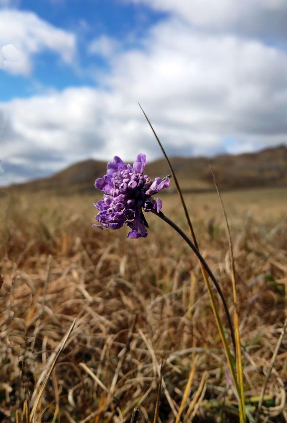 国庆节乌兰布统草原怎么样,乌兰布统草原之旅近期