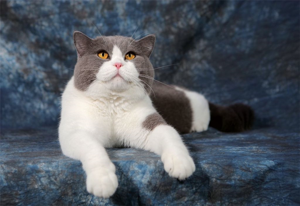 英短蓝猫咪刚来新家怎么办,新猫到家猫咪应激反应怎么解决