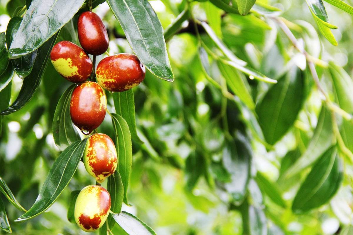 种树有讲究吗院子最多种几棵树,院子里种树好还是不种树好