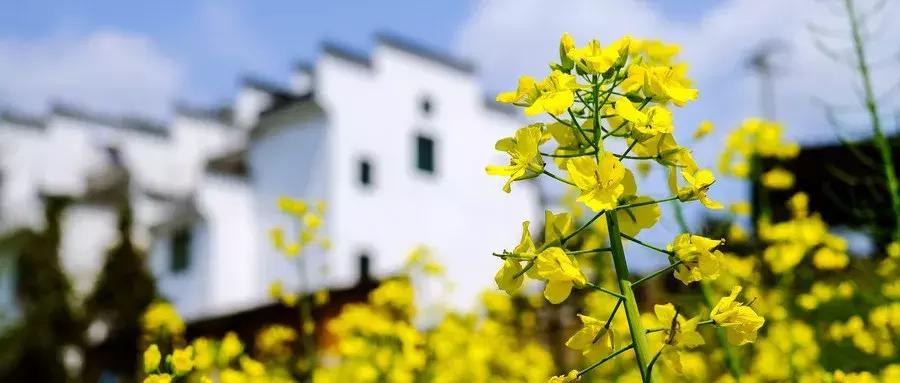 春季为什么易发精神疾病,季节性抑郁症的原因有几种