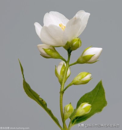 茉莉叶片往下耷拉怎么办,茉莉叶子卷曲掉落是什么病