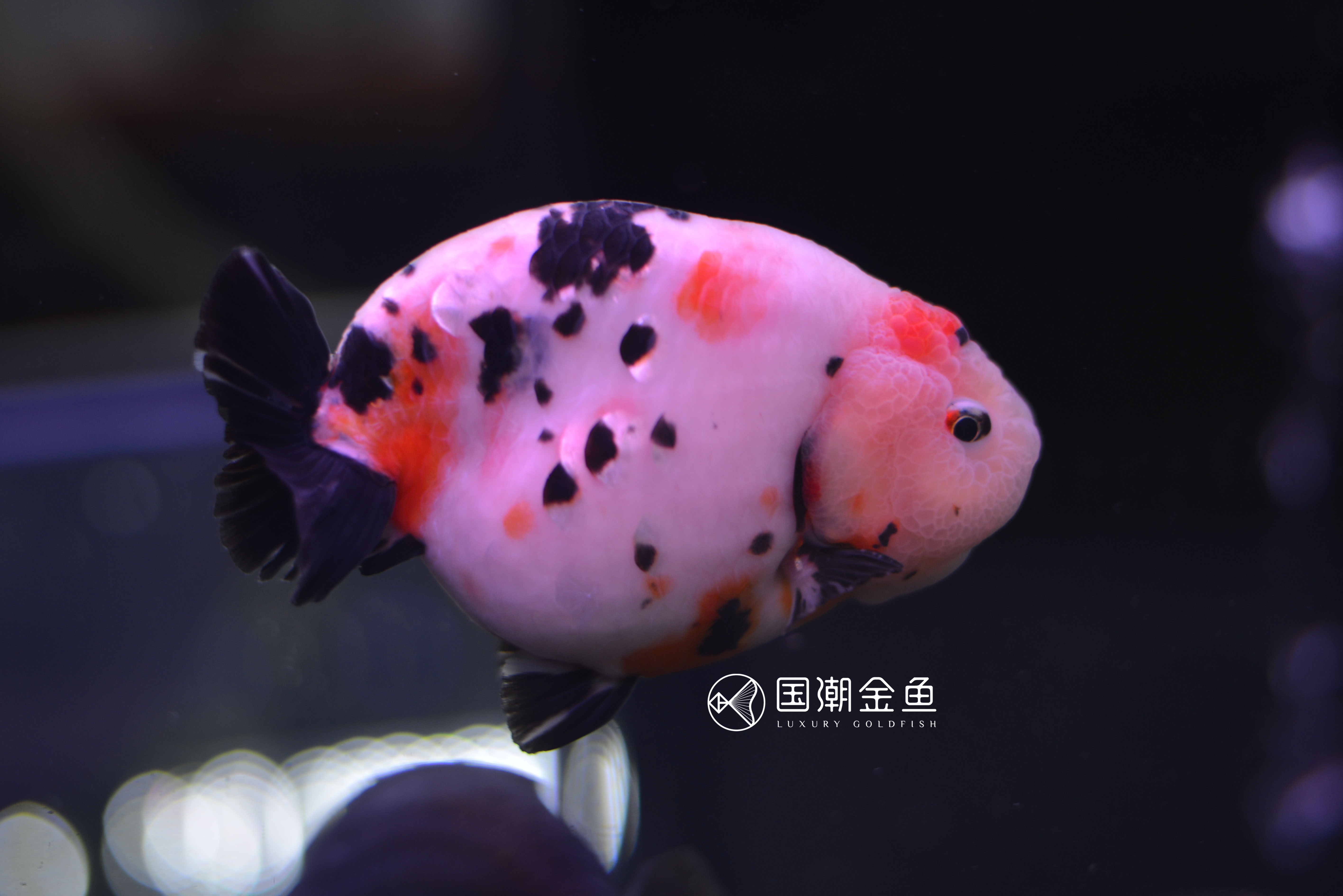 如何提高刚买回金鱼的存活率,家养金鱼怎么死亡率少