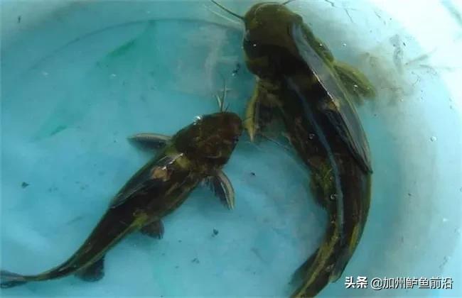 黄颡鱼病怎么治疗,黄颡鱼病害防治水产养殖