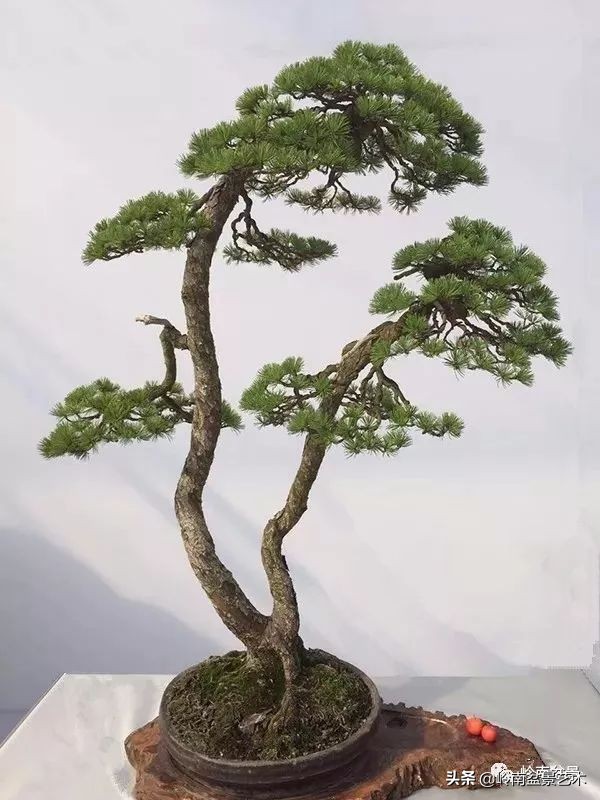 双干树,双干型果树