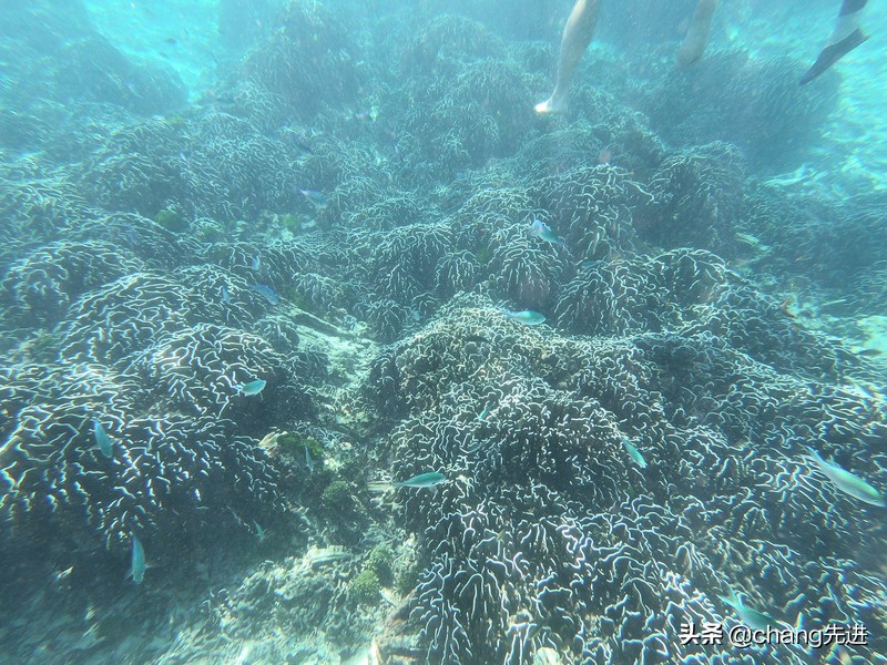 泰国普吉斯米兰跟团浮潜,泰国普吉岛自由潜水皇帝岛