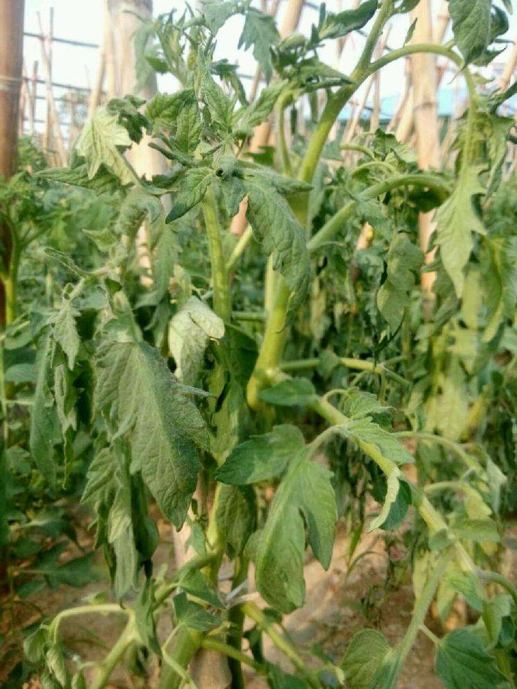 枯萎病青枯病根腐病怎么防治,青枯病根腐病的防治