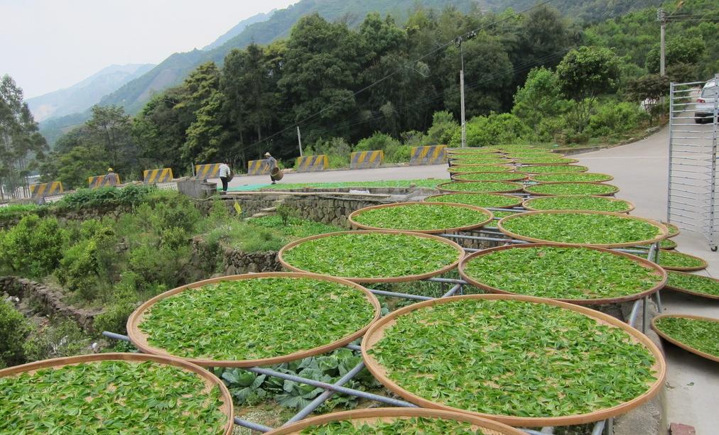 青茶如何进行乌龙茶分类,茶知识的讲解