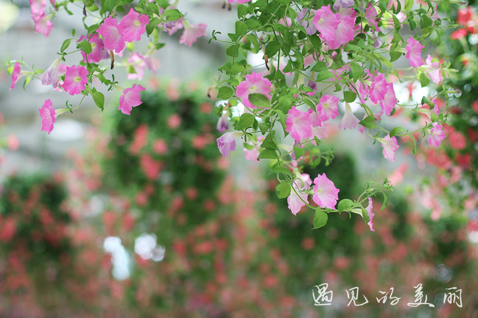 百万葵园有多坑,百万葵园免门票