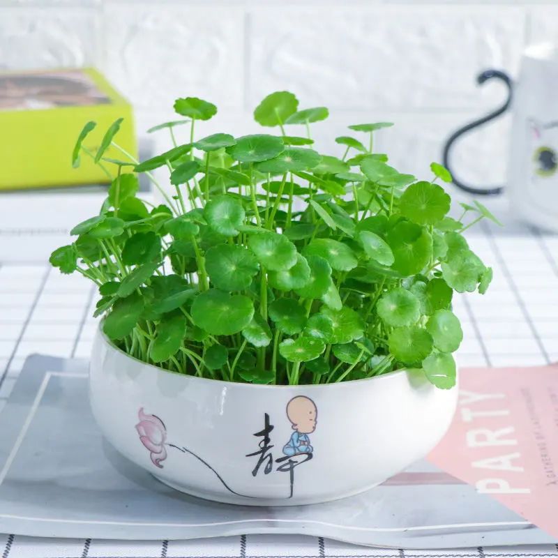 铜钱草叶子黄水培方法,铜钱草叶子黄怎么管理