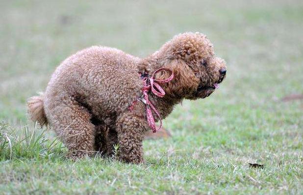 贵宾犬总是拉软便怎么办,贵宾犬的肠胃怎么调理