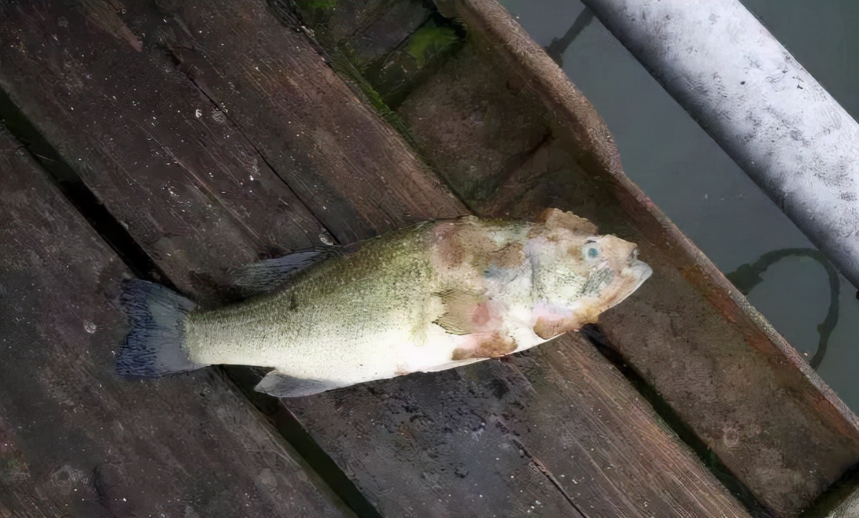 养殖池塘水霉怎么治疗,真菌感染水泡怎么治才能除根