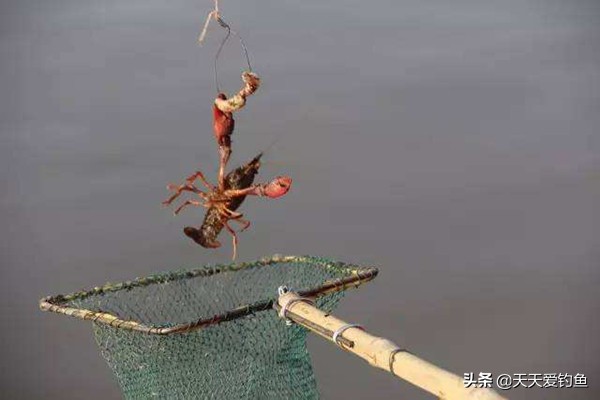 小龙虾垂钓怎么钓,小龙虾钓法实战技巧