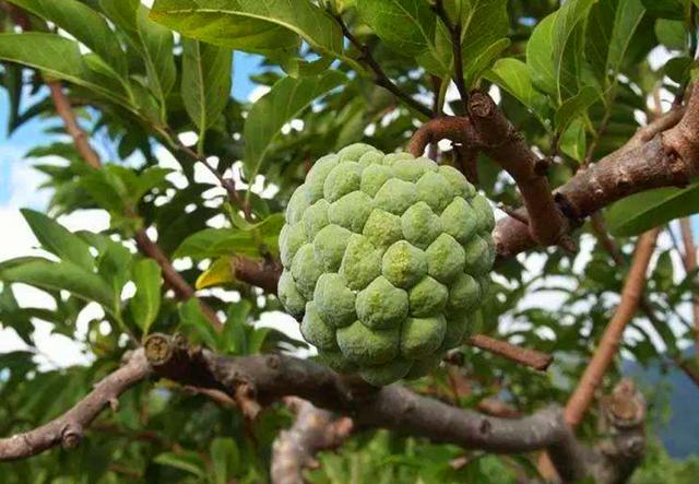 番荔枝外形酷似荔枝，故名“番荔枝”，为热带地区著名水果