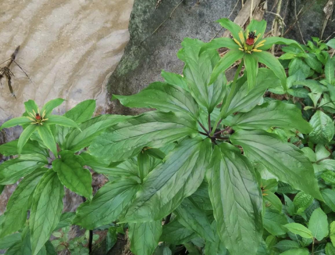这些农村常见的野草你认识几个,七叶莲野草