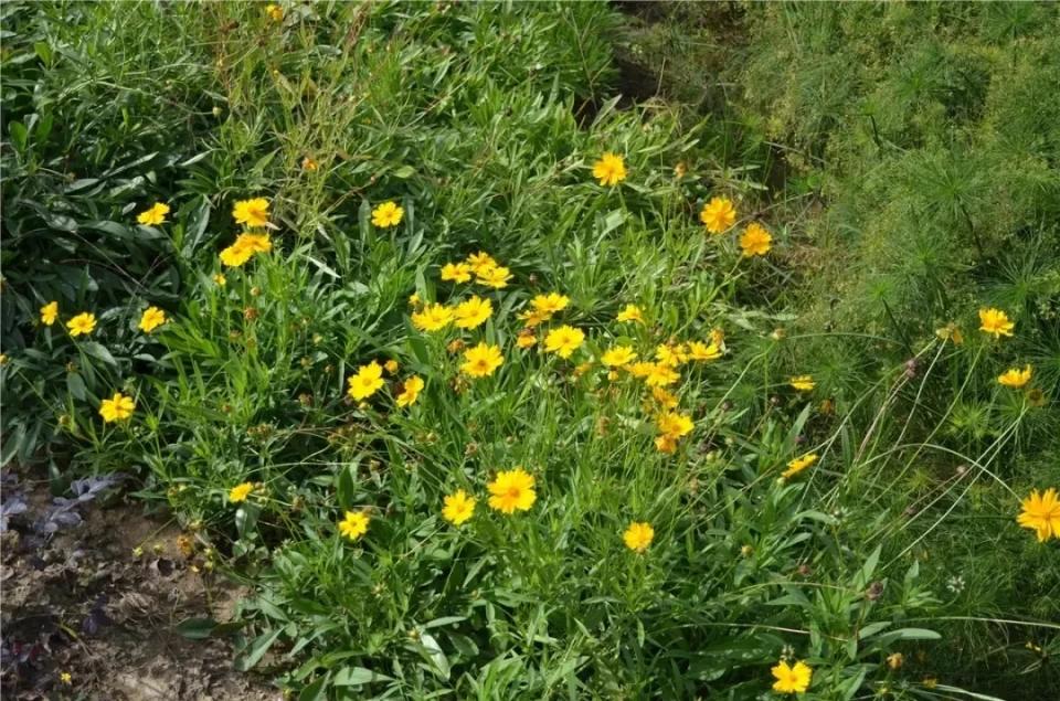 @常熟人，四月不野餐，就是对春天的浪费!