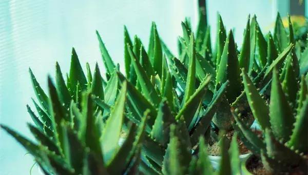 养芦荟用什么盆最好,阳台上养芦荟对人有什么好处呢
