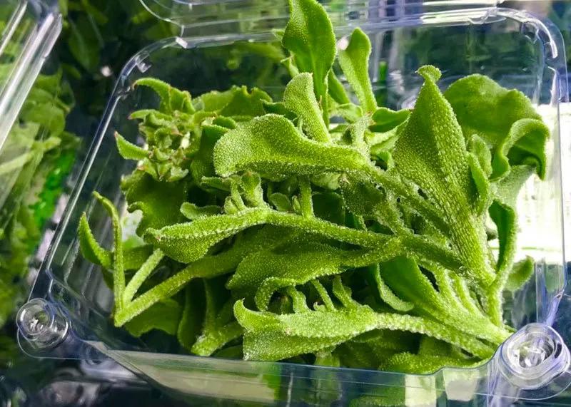 越南钻石菜，1.5万每公斤，在河内受追捧，价格昂贵依然供不应求