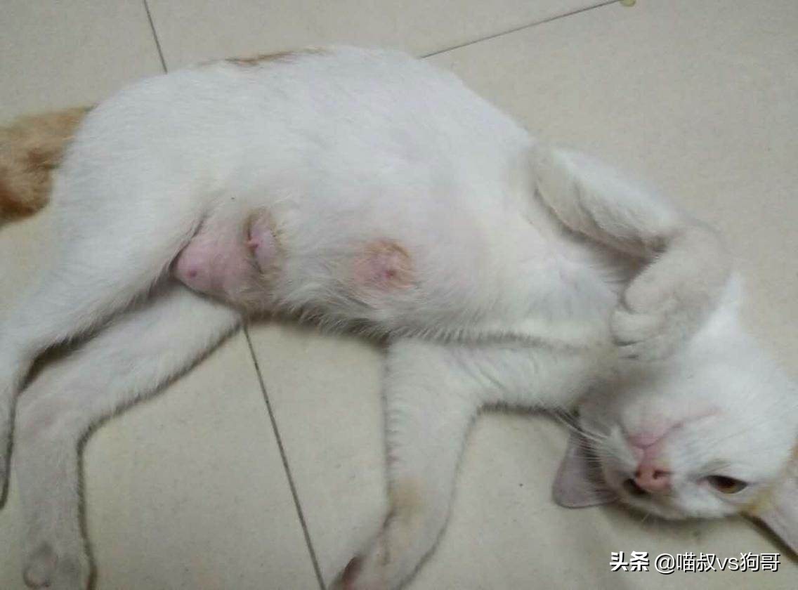猫咪乳腺炎肿块一般多久才会消掉,猫奴都该知道的猫咪医疗保健知识