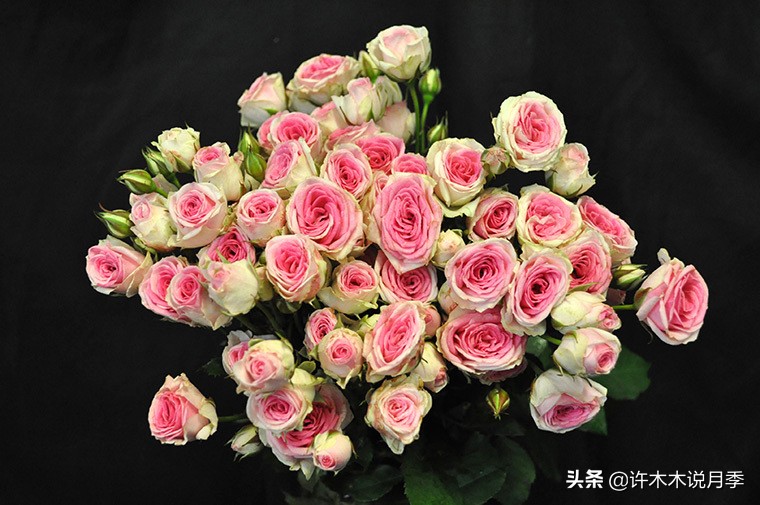 月季常见叶子问题,月季都有什么病怎么治