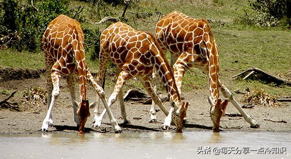 长颈鹿动物冷知识,长颈鹿有趣冷知识