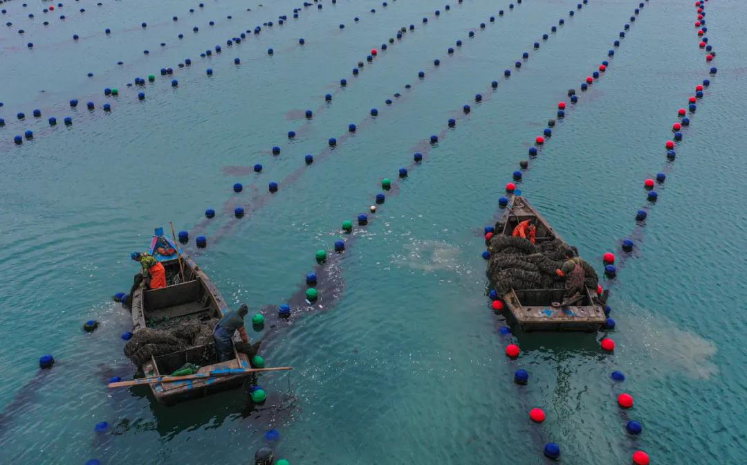 秋冬种植忙播种来年新希望,荣成扇贝分苗视频