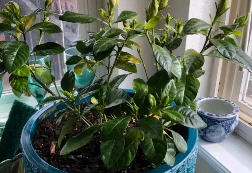 栀子花叶子耷拉发蔫怎么回事,栀子花的叶子发蔫要怎么解救