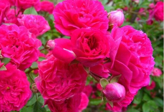 蔷薇怎么浇水好看,蔷薇花怎么浇水