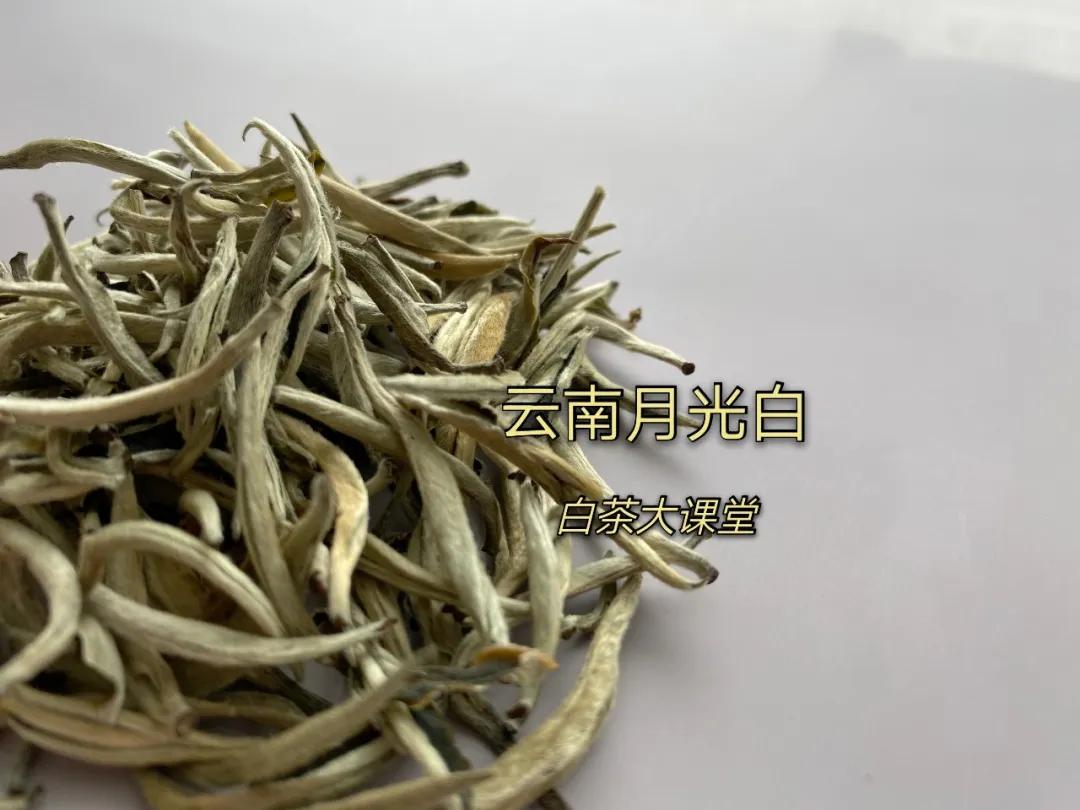 月光白老品种白茶,为什么有人说月光白是普洱茶