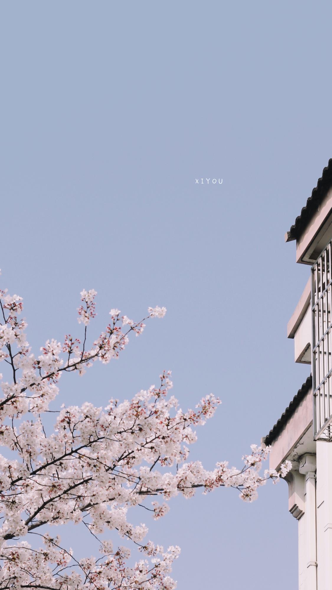 便是人间好时节壁纸,良辰美景好时光手机壁纸