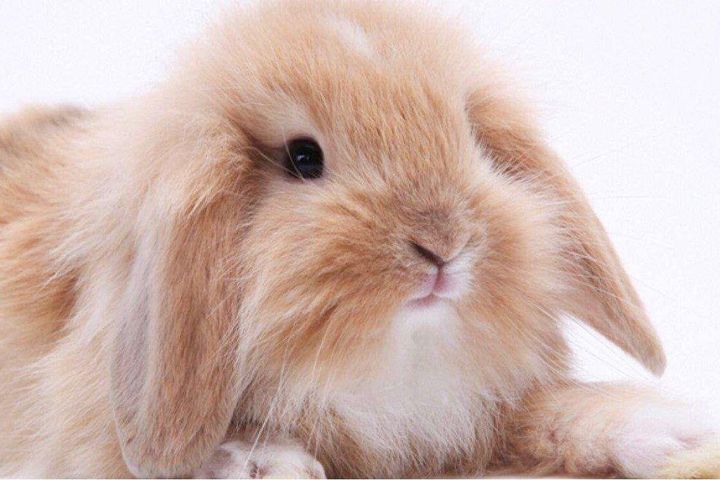 养兔子如何预防兔生病,养殖肉兔种兔流眼泪怎么回事