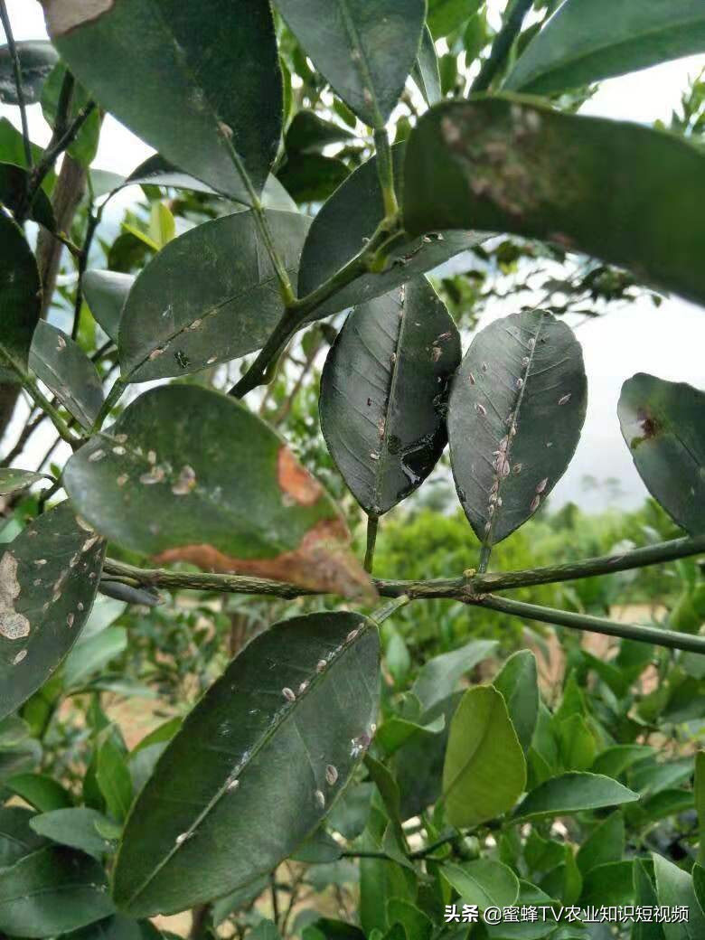 柑橘矢尖蚧的防治方法,矢尖蚧怎么除