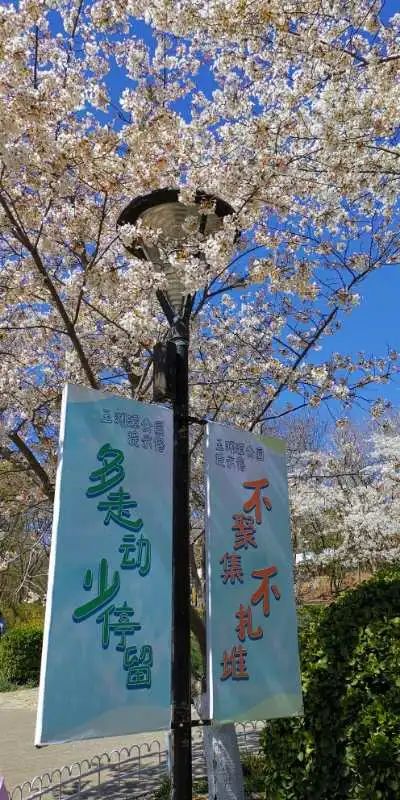 玉渊潭公园樱花新闻,玉渊潭公园樱花历史