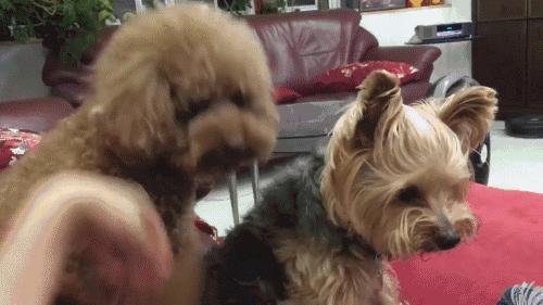 约克夏犬为啥那么多人养,为什么说约克夏是最难养的狗