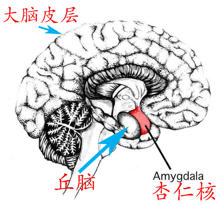 恐鸡症是精神疾病吗,恐鸡症可以治愈么