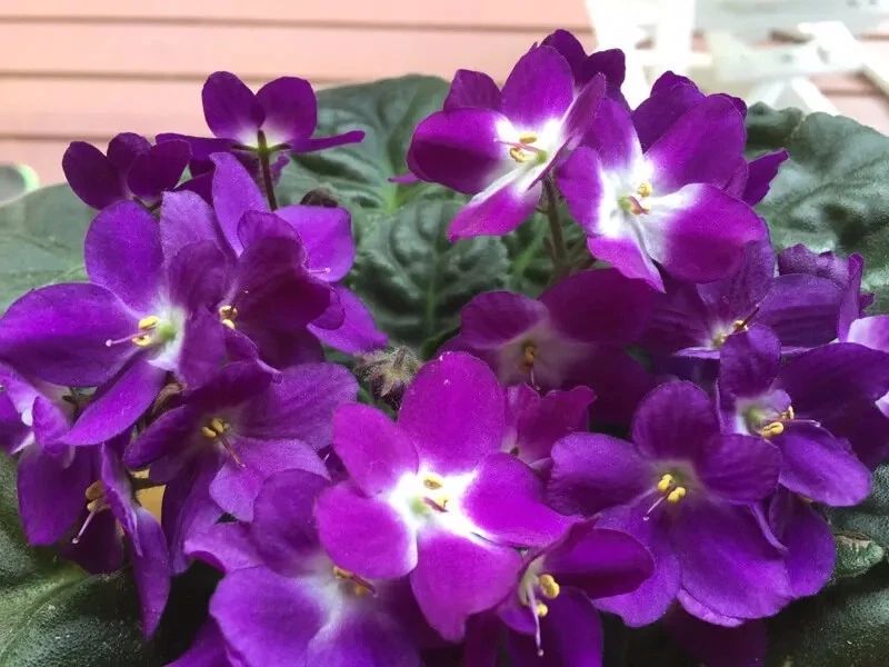 可四季开花的非洲紫罗兰，为啥搬家里养就没法孕育花苞？