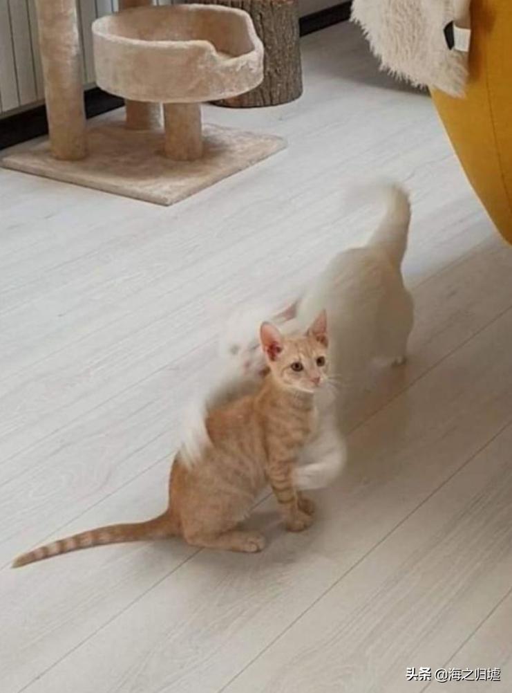 神级抓拍图片,25张令人惊叹的“神”级抓拍