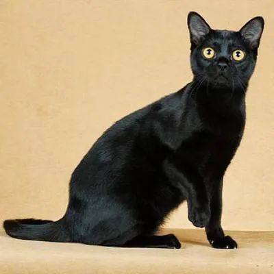 黑猫是不吉利的象征吗,黑猫代表着不祥可老人偏偏不信