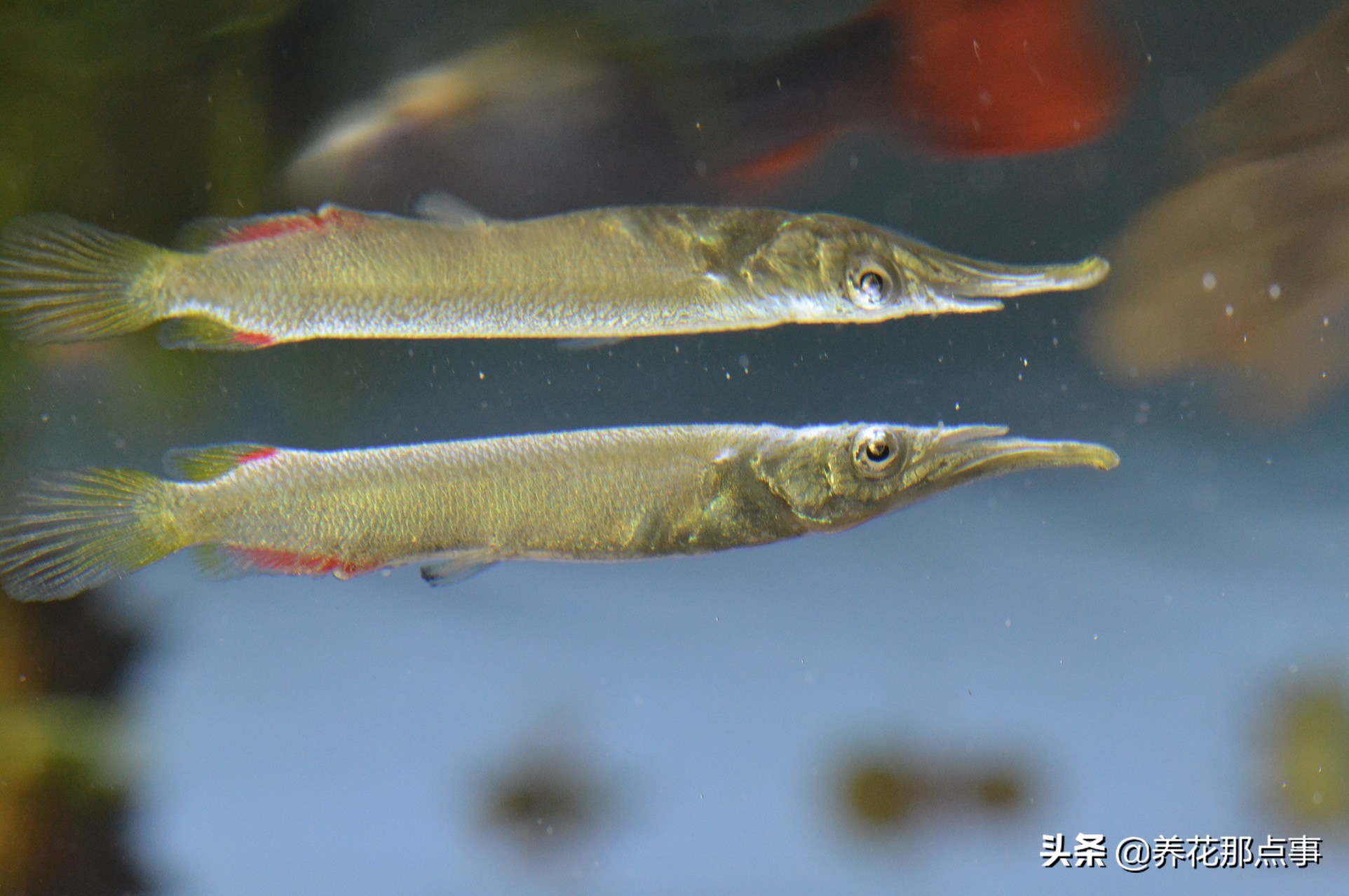 热带鱼生态鱼缸,热带鱼生态鱼缸养殖必备条件