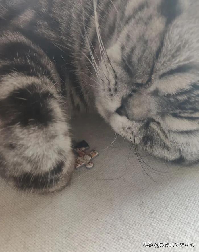 养猫还想养只猫,养猫会有想扔的想法吗