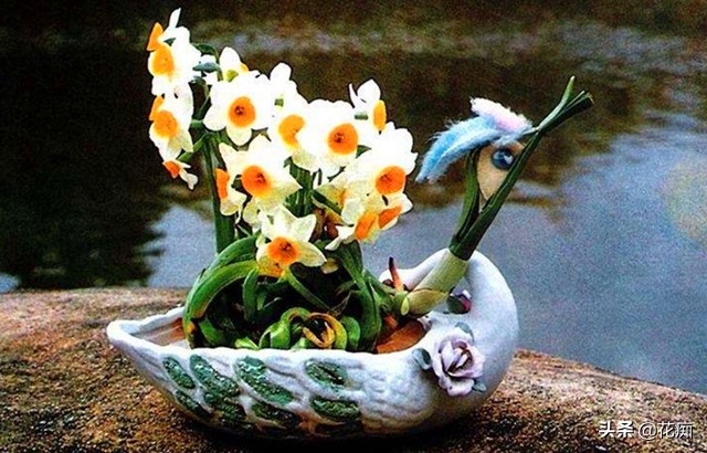 水仙花种植技巧水培,水仙花出现徒长倒下来如何处理