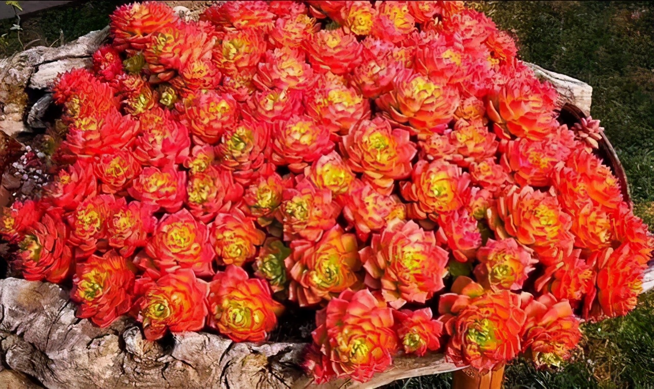 10种多肉天生爱徒长，不能“宠”着养，虐一虐才漂亮