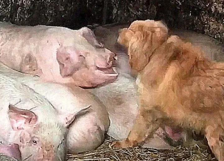 狗狗偷溜进屋,狗狗偷猪圈