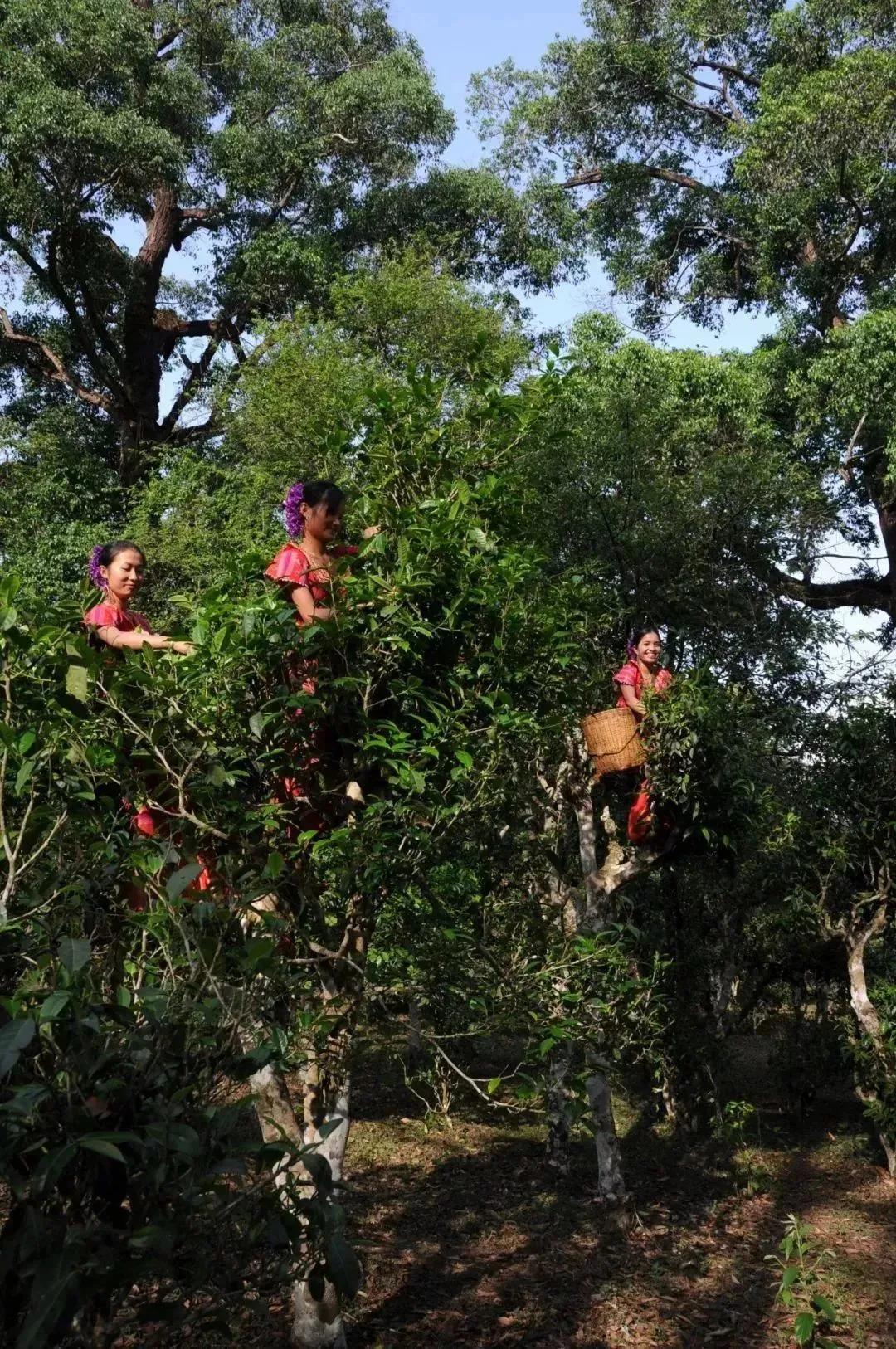 中国五大茶旅胜地,中国十大茶旅城市有哪些