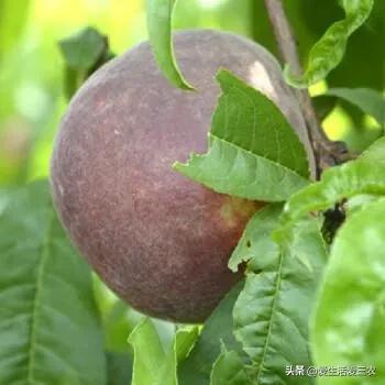 中华黑桃王种植技术,黑桃效益