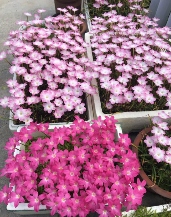 7种“美人花”，开花比脸大，生崽像“母猪”，种一颗生一窝