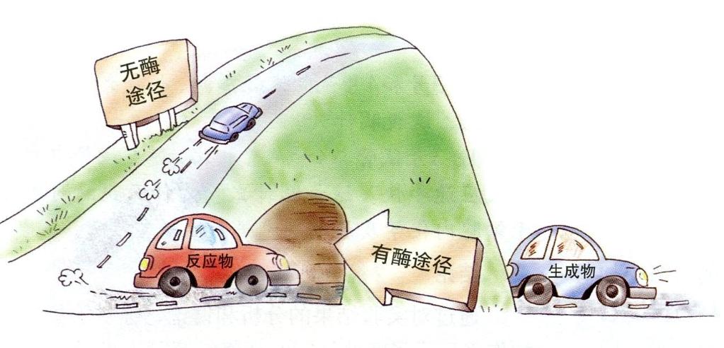 酵素真的能减肥吗瘦身专家告诉你,酵素是用来减肥的吗